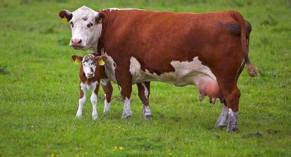 Как долго корова вынашивает телёнка, особенности процесса беременности и ро ... - фото