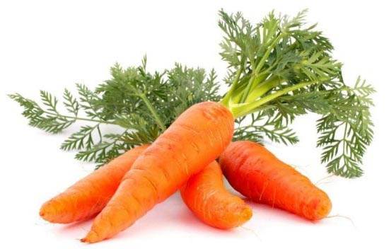Сколько раз в жизни плодоносит морковь с фото
