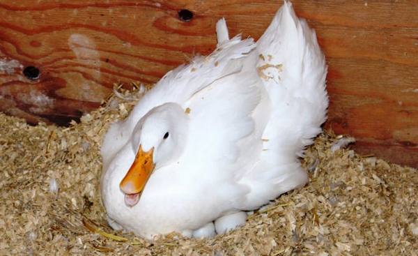 Сколько сидят на яйцах утки разных пород с фото
