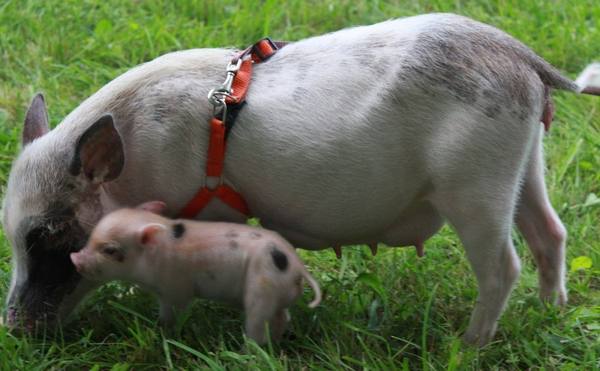 Сколько лет живут свиньи в естественных условиях, в зоопарках и фермерских хозяйствах с фото