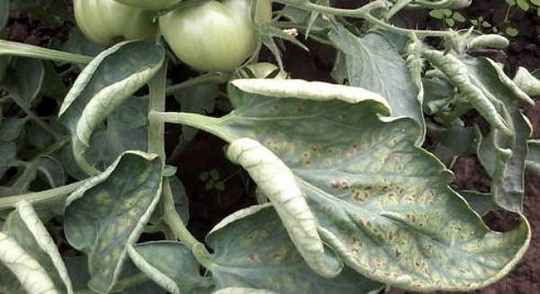 Почему происходит скручивание листьев у помидоров в теплице - фото