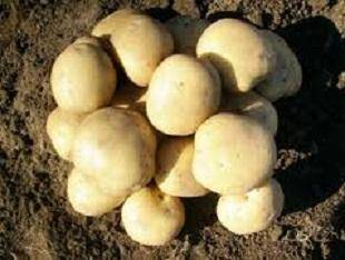 Сорт картофеля Елизавета - фото