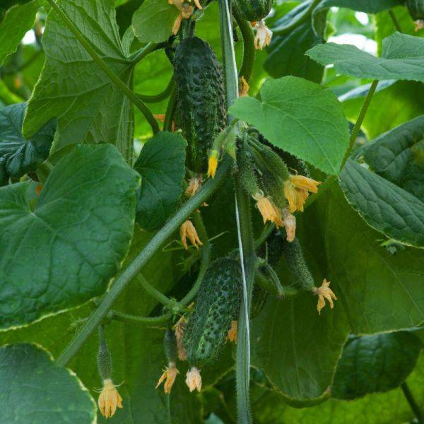 Огурцы Эколь F1: правила выращивания урожайного гибрида с фото
