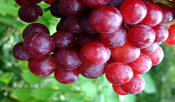 Виноград Изюминка - настоящий южный сорт с фото