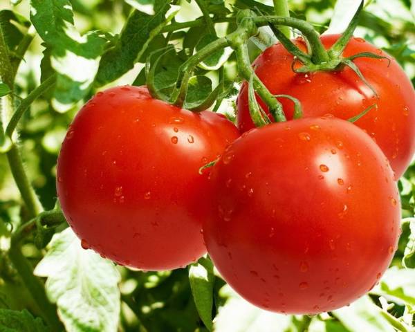 Лучшие сорта томатов для открытого грунта - фото