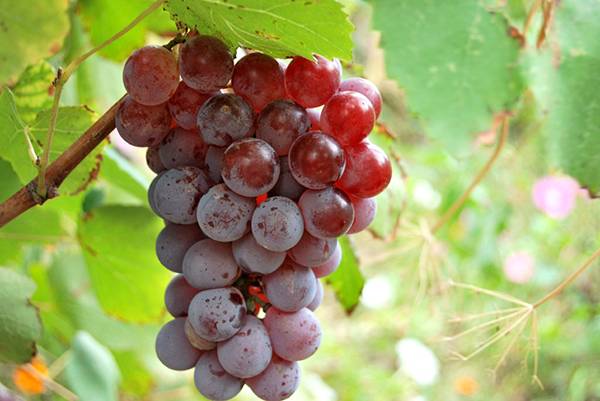 Виноград Лидия - отличный сорт для приготовления вина с фото