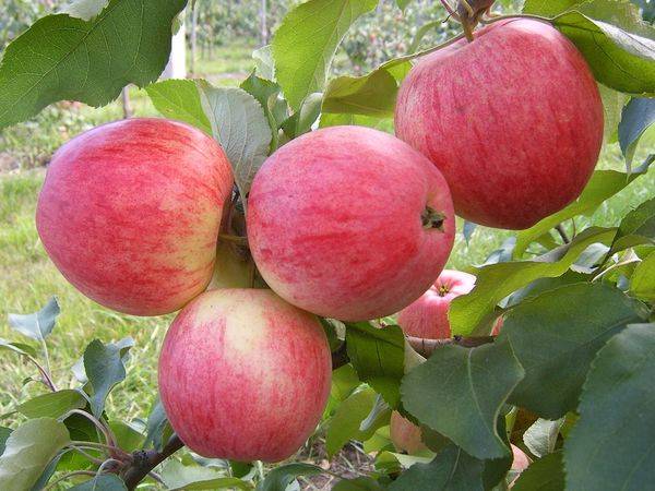 Обзор и описание самых урожайных сортов яблони - фото