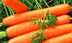 Как быстро прорастить семена моркови - фото