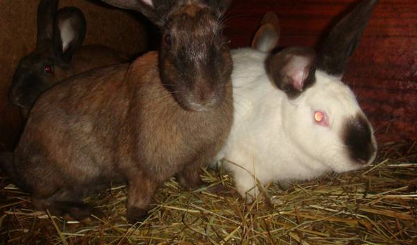Спаривание кроликов в домашних условиях: инструкция для начинающих фермеров - фото