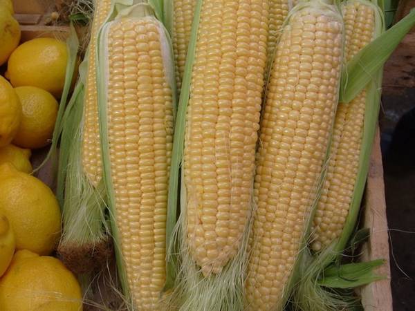 Технология возделывания кукурузы  как получить большой урожай початков и мн ... - фото