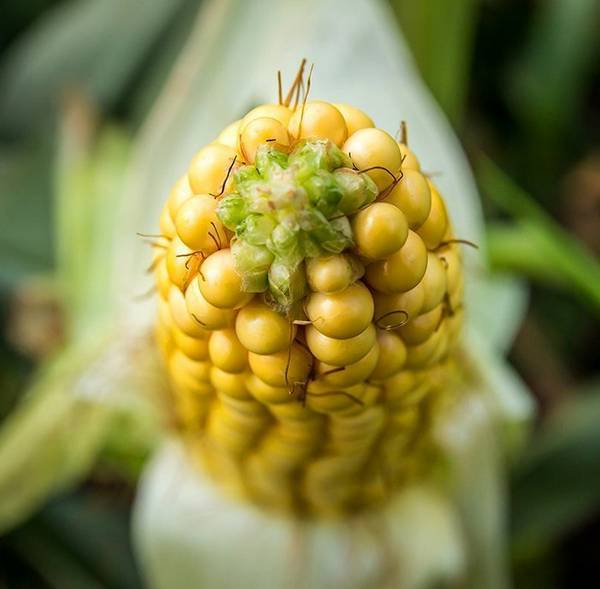 Сахарная кукуруза — царица полей и ценный деликатес на столе - фото