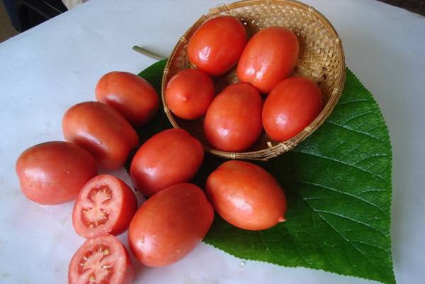 Нетребовательный к уходу сорт томатов Челнок - фото