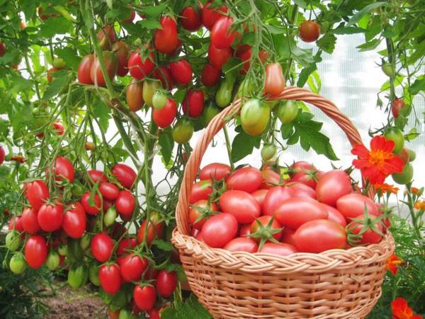Великолепный томат «Чио Чио Сан»: описание сорта с фото