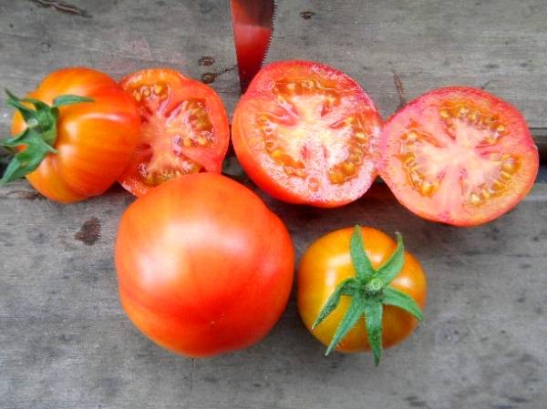 Исключительный высокоурожайный томат - Санька - фото