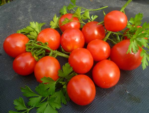 Описание одного из самых вкусных сортов томата — «Столыпин» с фото