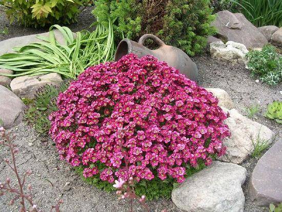 Цветок камнеломка и его выращивание - фото