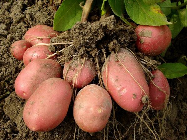 Выбор лучшего удобрения для картофеля - фото