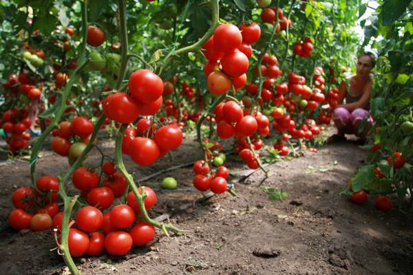 Секреты правильного ухода за помидорами: нюансы и советы с фото