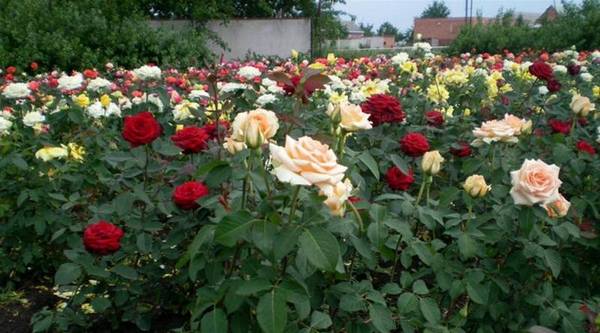 Осенний уход за садовыми розами: как правильно подготовить цветы к зиме - фото