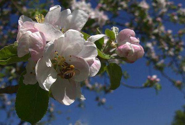 Особенности и правила ухода за деревом яблони весной с фото