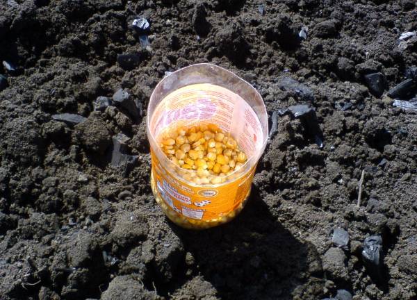 Какова урожайность кукурузы с 1 га? с фото