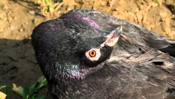 Вертячка у голубей: как проявляется болезнь и чем она опасна - фото