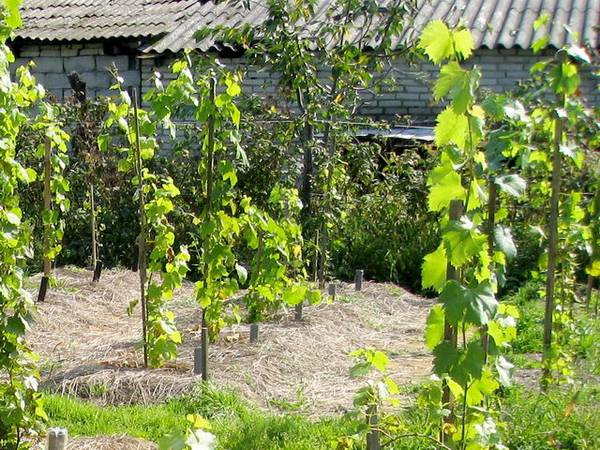 Посадка винограда осенью черенками - простые правила - фото