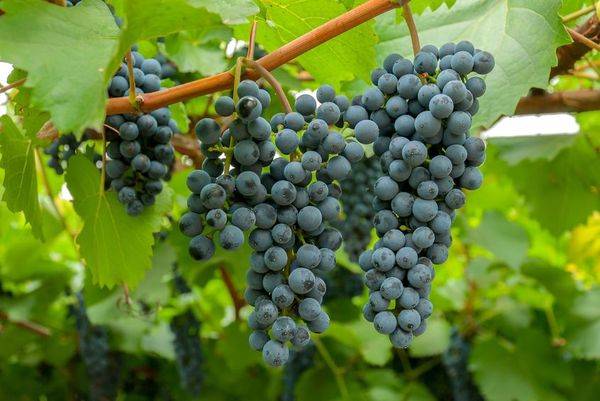 Сортовые формы и выращивание Амурского винограда - фото