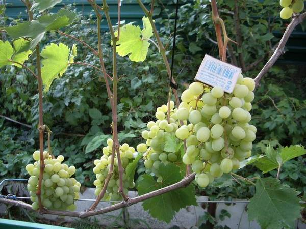 Виноград белый: сорта, полезные свойства, выращивание - фото