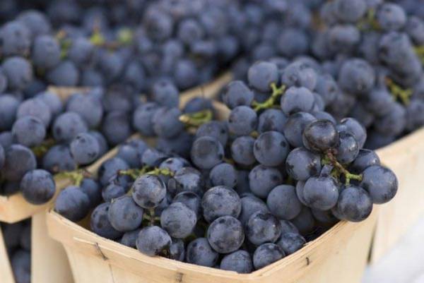 Чем хорош виноград Изабелла: главные преимущества сорта - фото