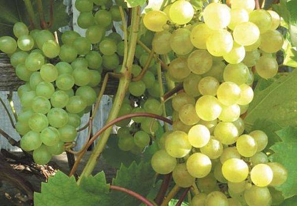 Лучшие сорта винограда для посадки и выращивания на Урале - фото