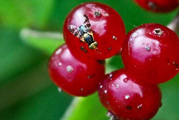 Сроки обработки и правила борьбы с вишневой мухой - фото