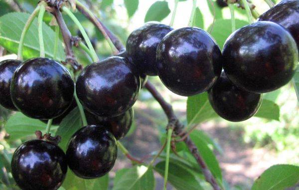 Описание черного крупного сорта вишни Россошанская - фото
