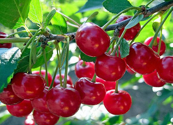 Описание высокоурожайной гибридной вишни Щедрая - фото