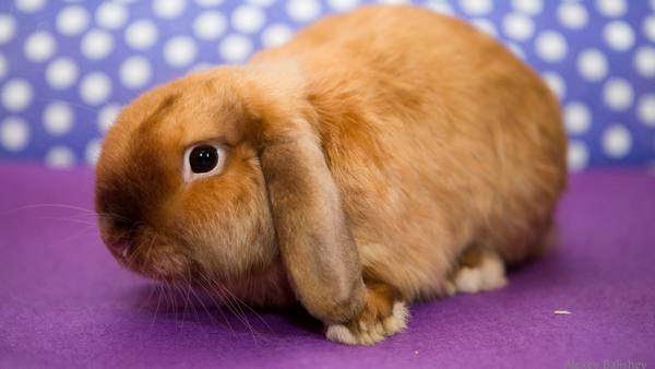 Вислоухий карликовый кролик баран  непоседливый домашний любимец с фото