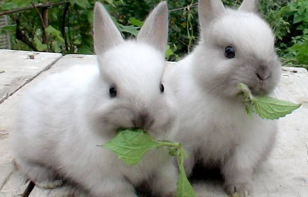 Какие витамины необходимо давать кроликам: применение и дозировка с фото