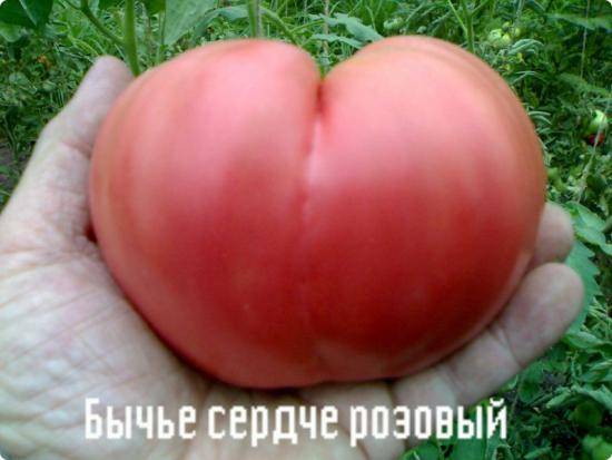 Вкус летнего солнца - томат Бычье сердце - фото