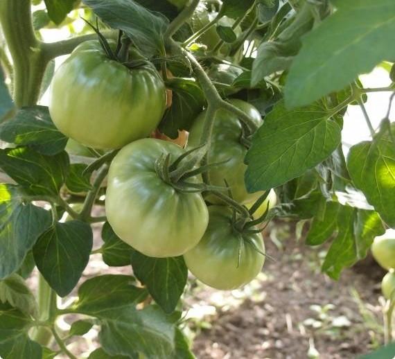 Выращиваем тепличные помидоры в средней полосе - фото
