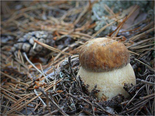 Секреты выращивания белых грибов в домашних условиях с фото