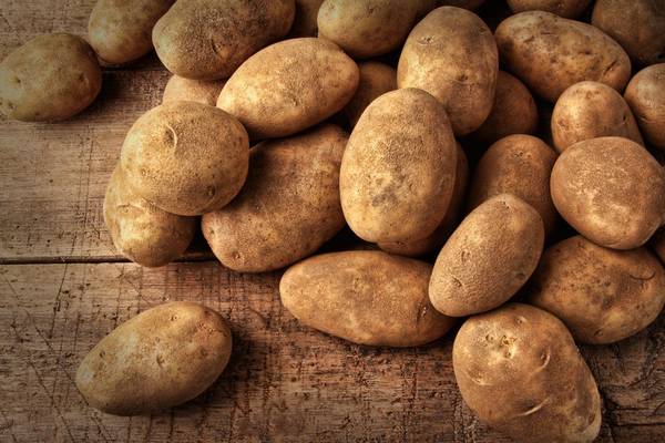Посадка картофеля по Митлайдеру — полцентнера с сотки с фото