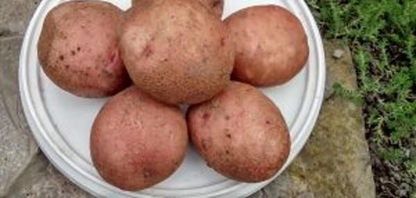Выращивание картофеля: подведение итогов сезона, планы на будущее с фото