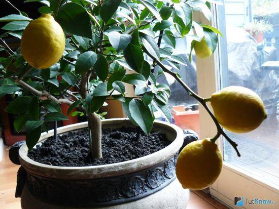Выращивание лимона в домашних условиях: комнатные сорта, условия для них, р ... - фото