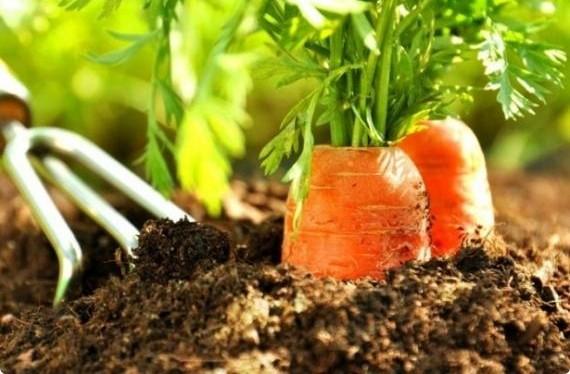 Тонкости выращивания моркови от посева до уборки урожая - фото