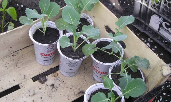 Выращивание рассады капусты различными методами - фото