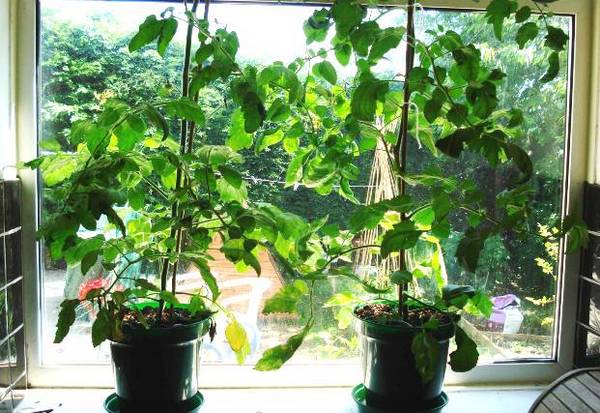 Как вырастить рассаду томатов дома на подоконнике - фото