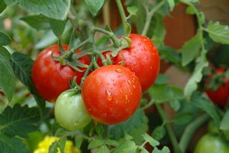 Выращивание томатов в открытом грунте - фото