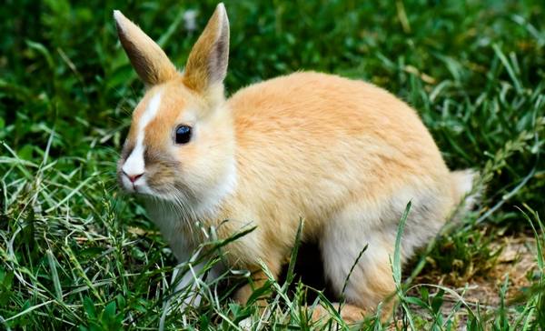 Вздутие живота у кроликов: возможные причины и методы лечения - фото
