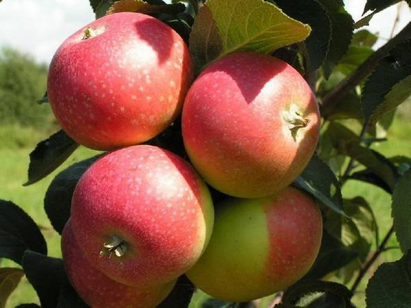 Яблоки  полезные свойства и затаившаяся опасность - фото