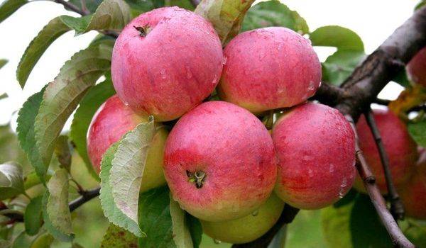 Описание старинного осеннего сорта яблони Боровинка с фото