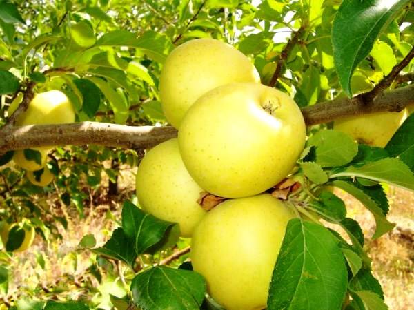 Голден Делишес: плюсы и минусы сорта яблони с фото
